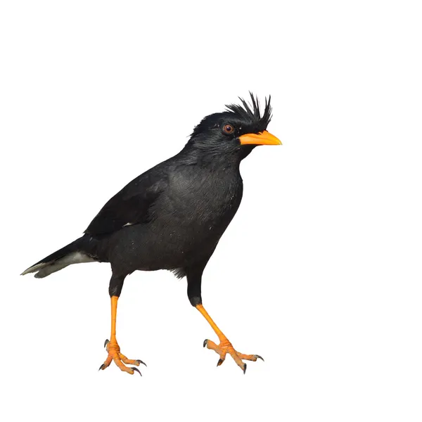 Wit-vented myna vogel — Stockfoto