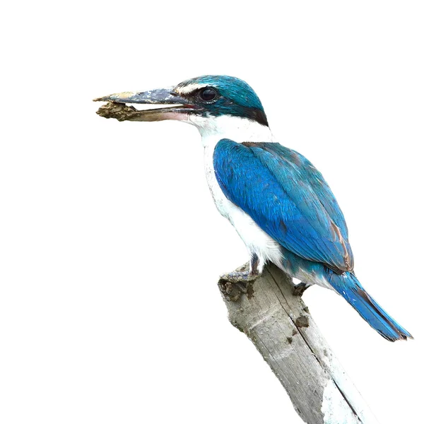 Collared kingfisher fågel — Stockfoto