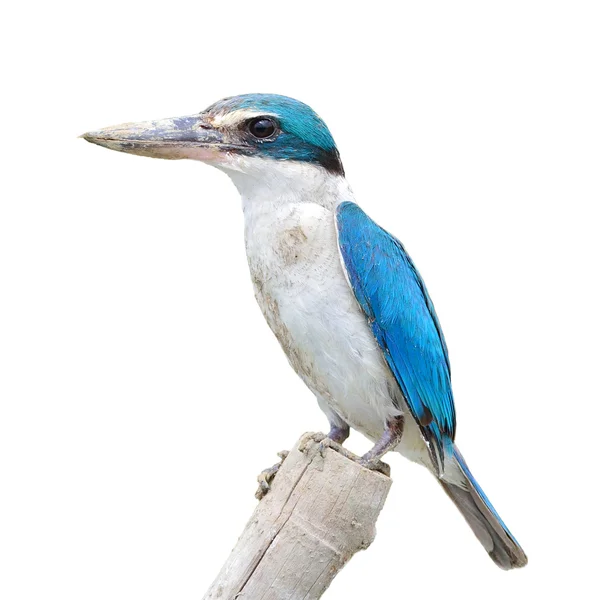 Collared kingfisher bird — Stock Photo, Image