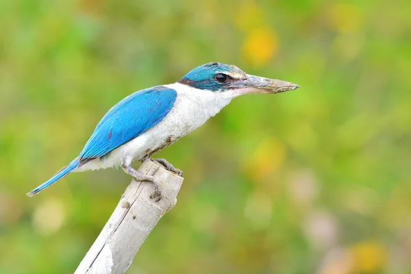 Collared kingfisher bird — Stock Photo, Image