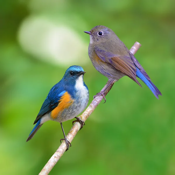 ヒマラヤ bluetail 鳥 — ストック写真