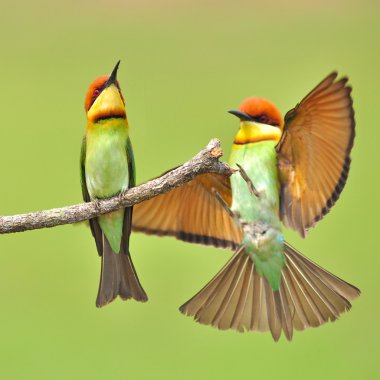 Couple of Bee eater Bird stock vector