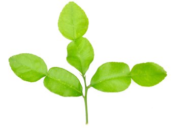 Üç sülük kireç yaprak