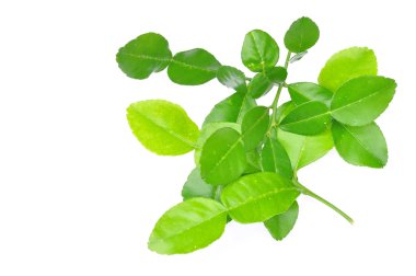 Üç sülük kireç yaprak