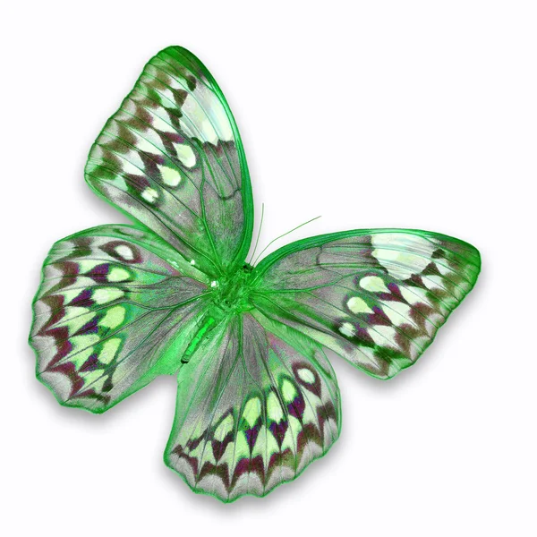 Green butterfly — Stock Photo, Image