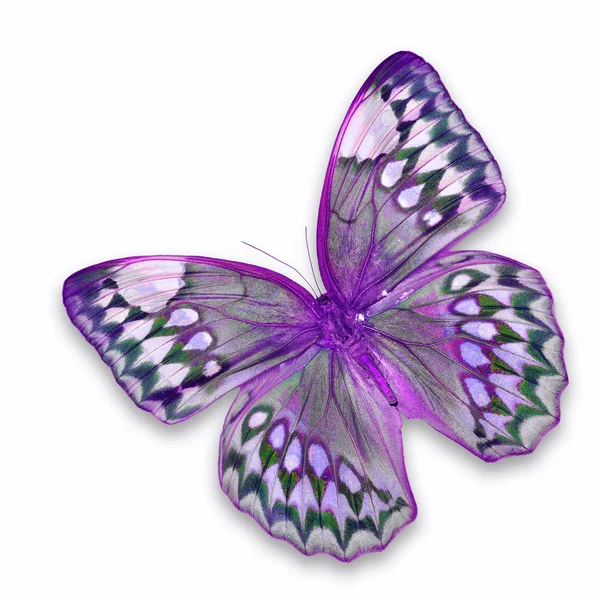 Mariposa púrpura — Foto de Stock