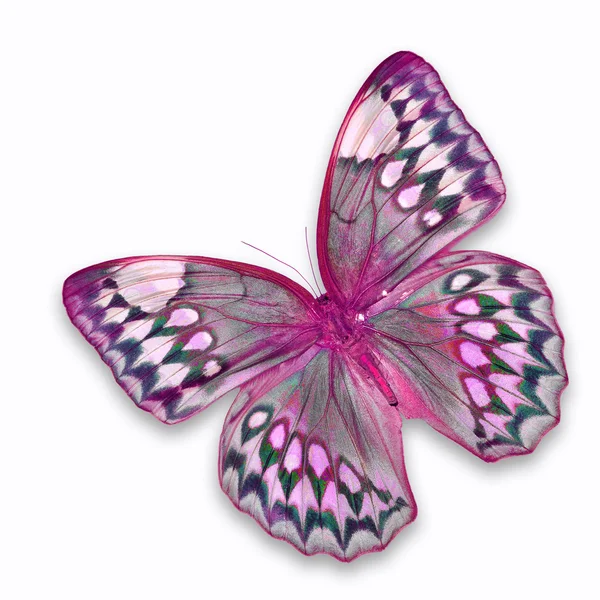 Mariposa rosa — Foto de Stock