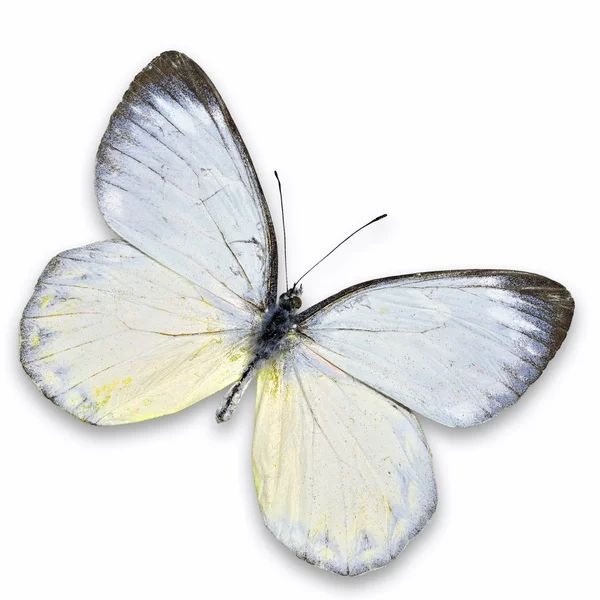 Белая бабочка — стоковое фото