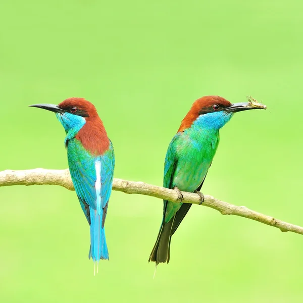 Mangeur d'abeilles à gorge bleue oiseau — Photo