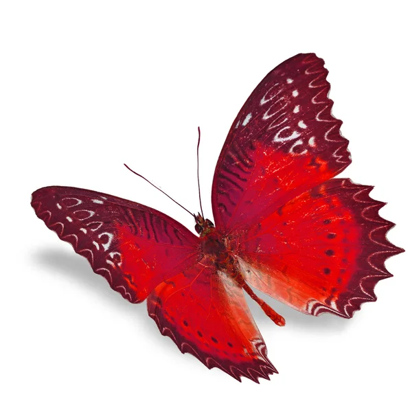 红色蝴蝶 — 图库照片