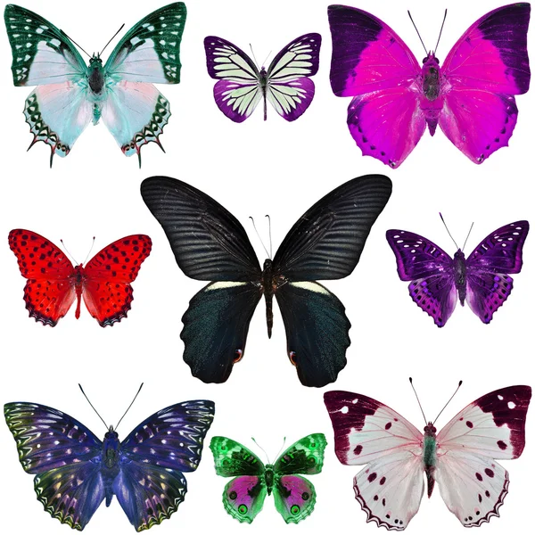 Butterfly Collection — Stock Photo, Image