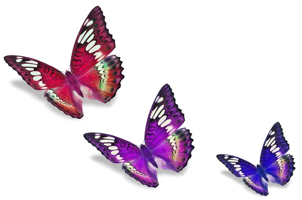 Colorful butterflies — Stock Photo, Image