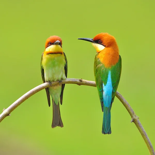 Bee eater ptak — Zdjęcie stockowe