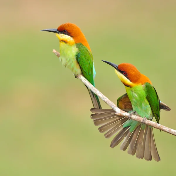 Mangeur d'abeilles Oiseau — Photo