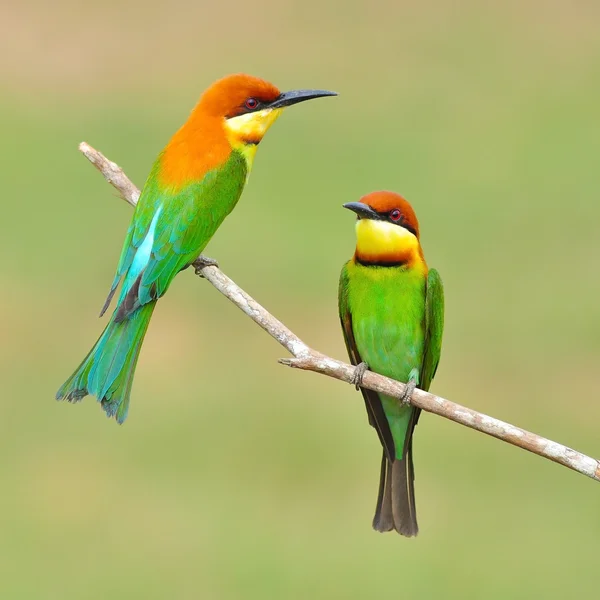 Bee eater ptak — Zdjęcie stockowe