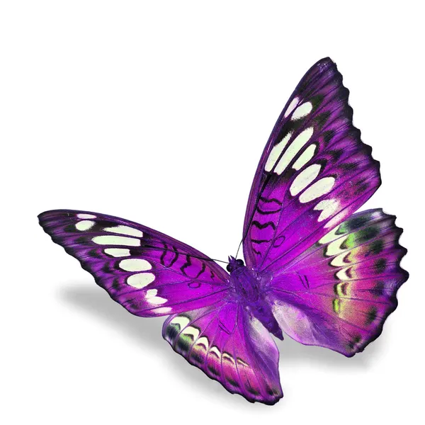 Papillon violet — Photo