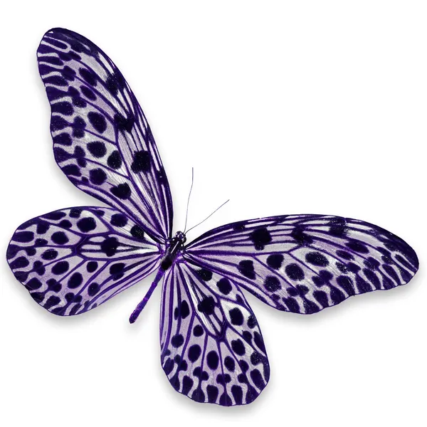 Zwarte en paarse vlinder — Stockfoto