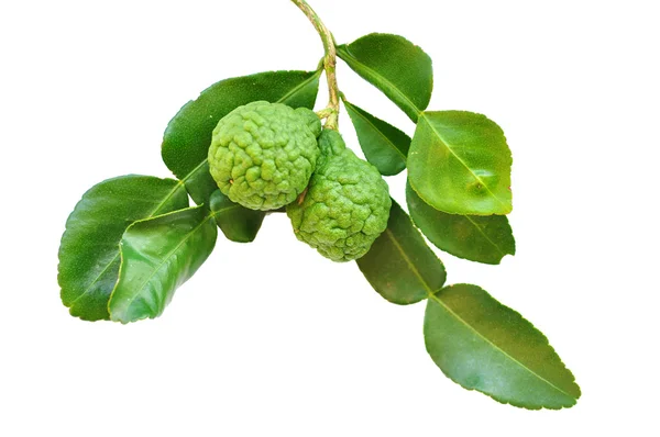 Leech lime fruits — Stock Photo, Image