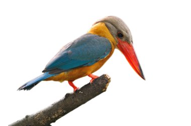 Leylek gagalı kingfisher