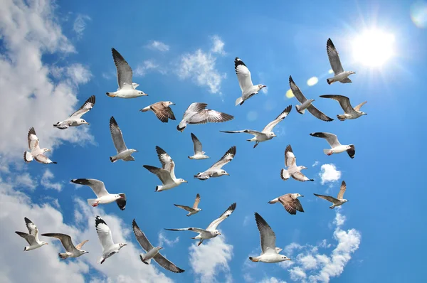 Gaviotas voladoras — Foto de Stock