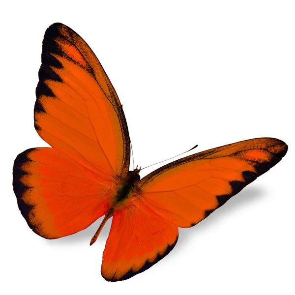Πορτοκαλί πεταλούδα — Φωτογραφία Αρχείου