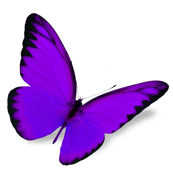 Violetti perhonen — kuvapankkivalokuva