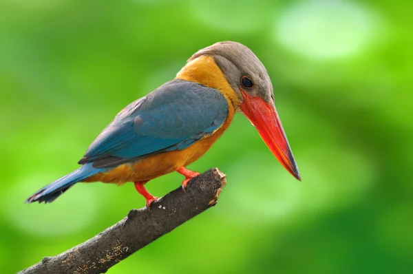 Ooievaar-billed ijsvogel — Stockfoto