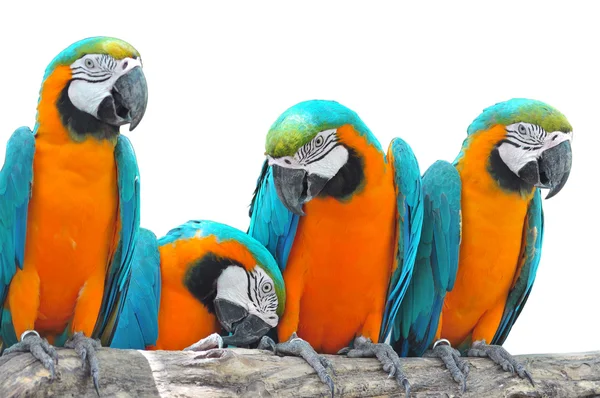Modrý a zlatý macaw — Stock fotografie