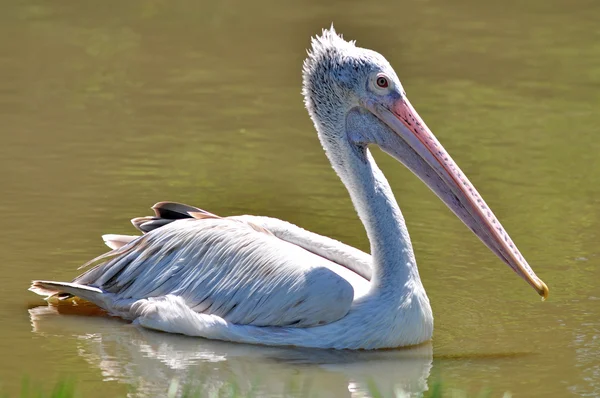 Pellicano dalla fatturazione puntuale — Foto Stock