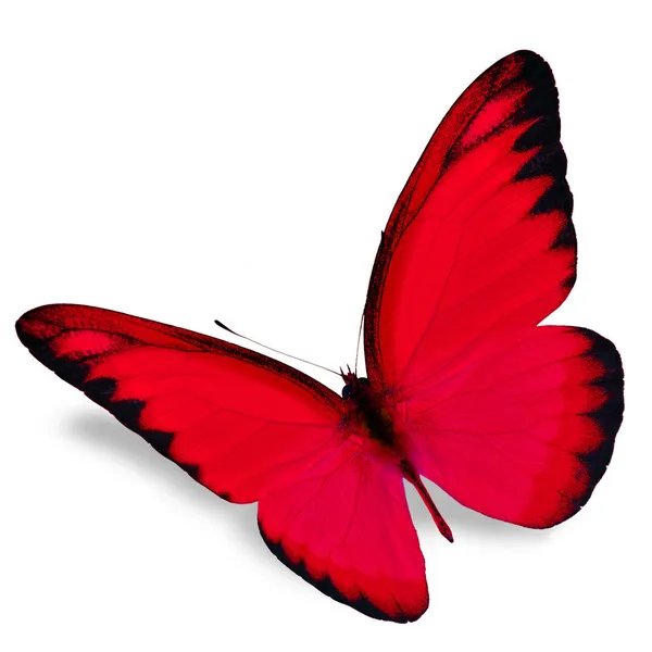 赤い蝶 ストック画像
