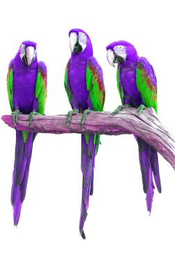 Macaw isolate clipart