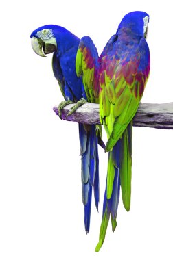 Amerika papağanı izole