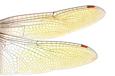 yusufçuk kanatları