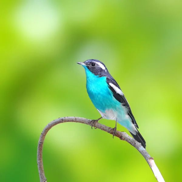 Mugimaki スイセンヒタキ鳥 — ストック写真