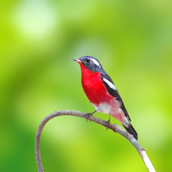 Mugimaki Flycatcher pássaro — Fotografia de Stock