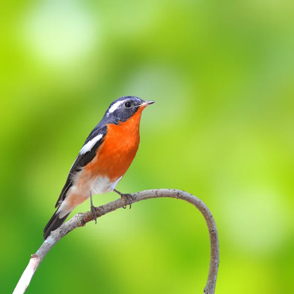 Mugimaki flycatcher ptaków — Zdjęcie stockowe