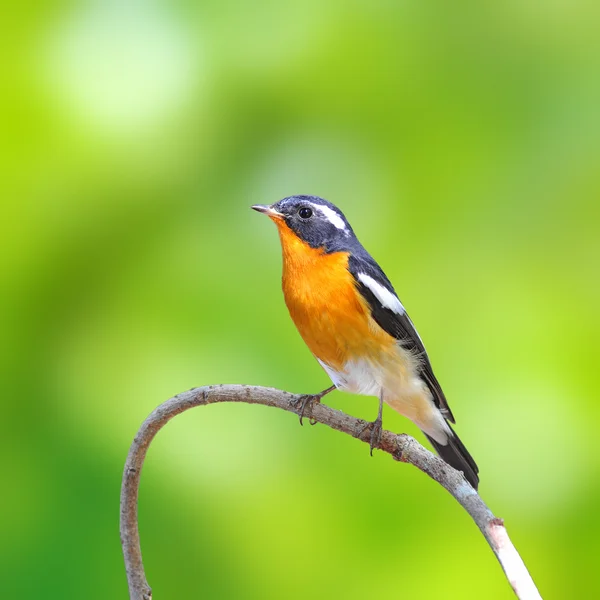 Moucherolle mugimaki oiseau — Photo