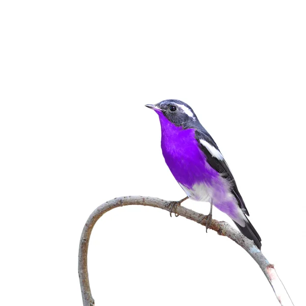 Färgglad fågel — Stockfoto