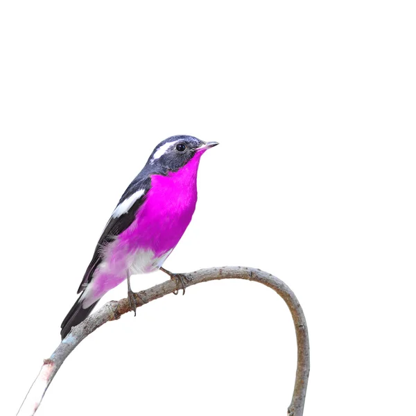 Kleurrijke vogel — Stockfoto