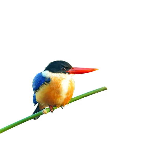 Kingfisher preto-tampado — Fotografia de Stock