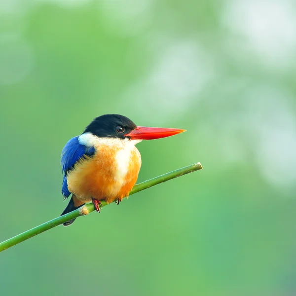 Kingfisher yang dibatasi hitam — Stok Foto