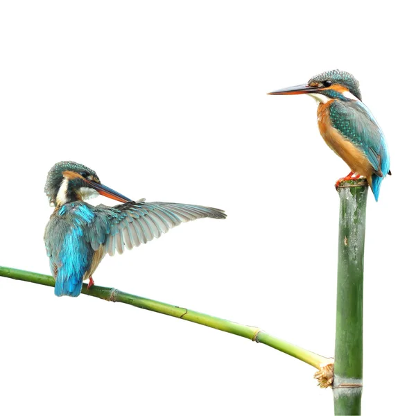 Kingfisher kuşu — Stok fotoğraf