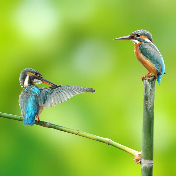 Pasăre Kingfisher — Fotografie, imagine de stoc