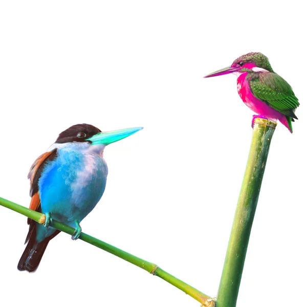 Encounter of Kingfisher Bird — Stock Photo, Image