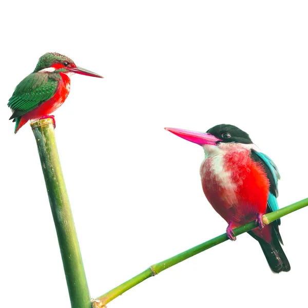 Begegnung mit Eisvogel — Stockfoto