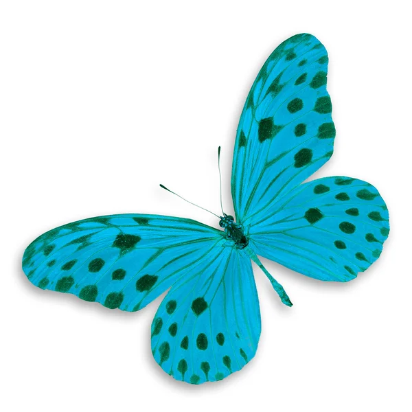 푸른 나비 — 스톡 사진