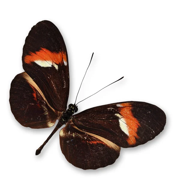 Schöner Schmetterling — Stockfoto