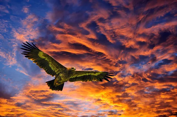 Adler fliegen in die Himmelskulisse — Stockfoto