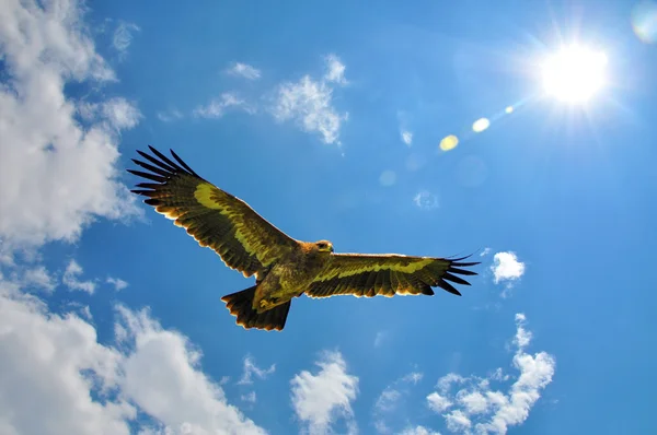 Águias voando no céu Fundo — Fotografia de Stock