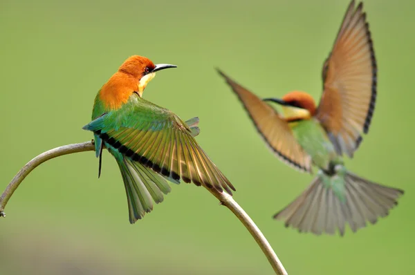 蜂を食べる鳥 — ストック写真